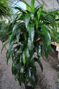 سایه دوست گیاه دراسنا (Dracaena plant)