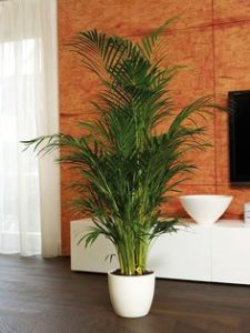 گیاه نخل اریکا (Areca palm plant) سایه دوست